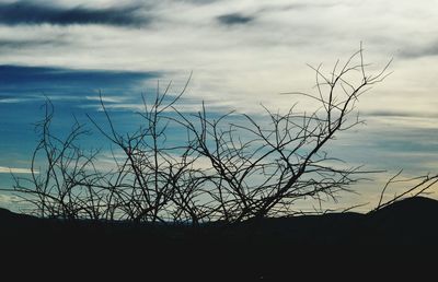 Silhouette bare tree against sky during sunset
