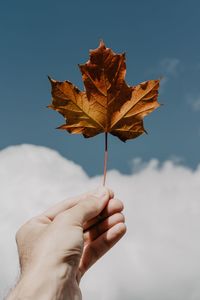 Close-up of hand holding maple leaf
