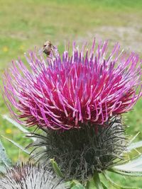 Close-up of honey bee on pink flower
