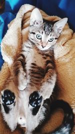 Close-up portrait of tabby cat