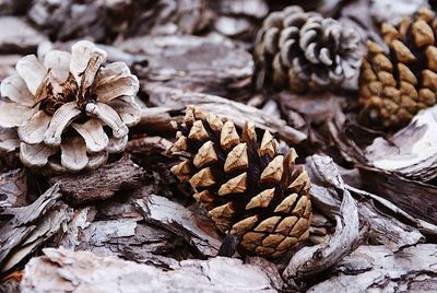 Close-up of pine cone on wood