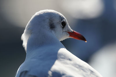 bird