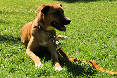 Dog looking away on field