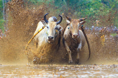 A pair of cows are racing in the rice field