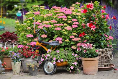 Flowers in pot for sale