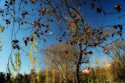 Low angle view of trees against blue sky