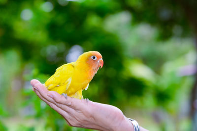 Close-up of bird perching on branch