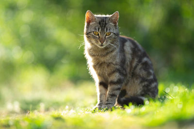 Cat sitting on a field