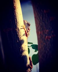 Close-up of insect perching on tree