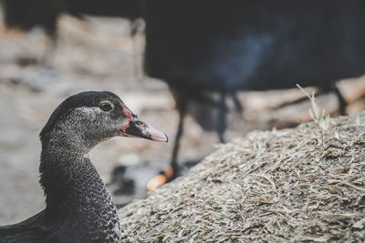 Close-up of a bird