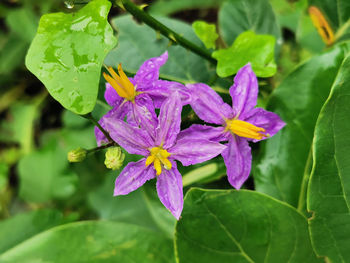 Close-up of purple flowering plant