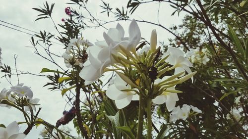 Close-up of white flowering plant