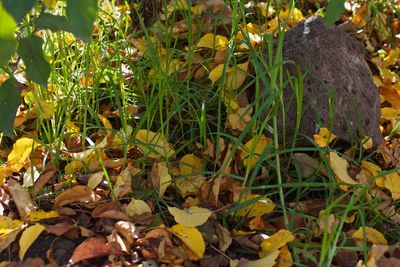 Close-up of plants growing on field