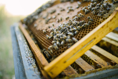 Close-up of bee on wood