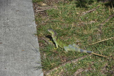 Close-up of lizard on grass
