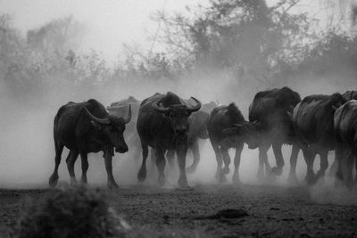 View of horses on field