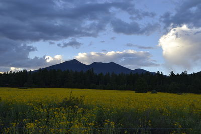 Scenic view of field against sky
