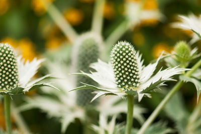 Close-up of flowering plant