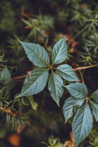 Close-up of plant