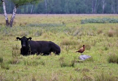 Cow and pheassaant on its hill.