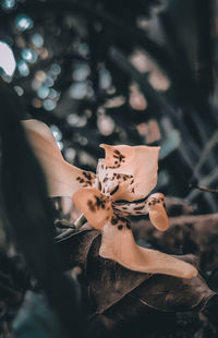 Midsection of woman holding flowering plant