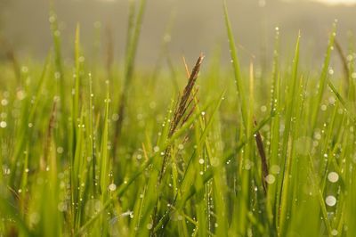 Close-up of wet grass on field