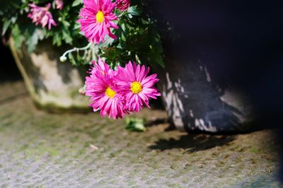Close-up of pink flower