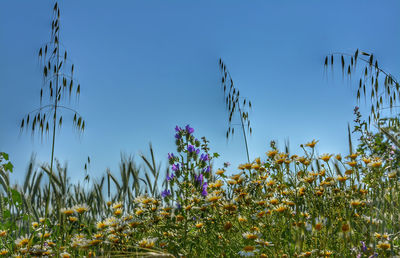 Low angle view of flowers growing on field against blue sky