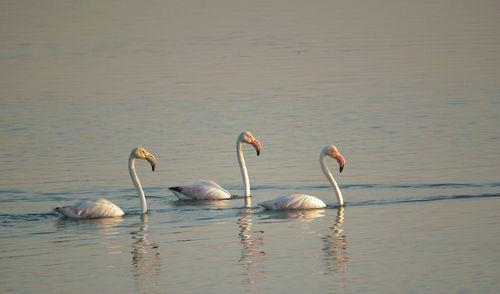 View of birds in sea