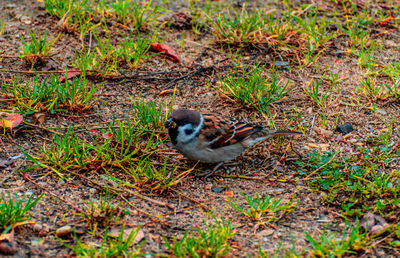 High angle view of bird on land