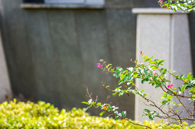 Close-up of flowering plant