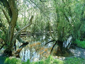 Scenic view of lake in forest