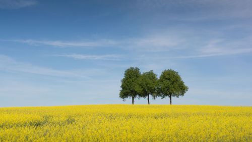Scenic view of oilseed rape field against sky