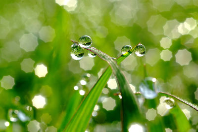 Close-up of water drops on blade of grass