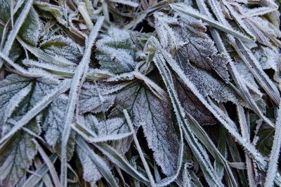 Close-up of leaves