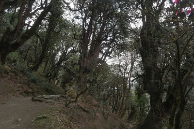 Trees in forest