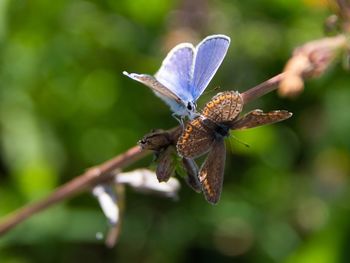 Close-up of butterfly pollinating on flower