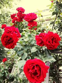 Close-up of red rose