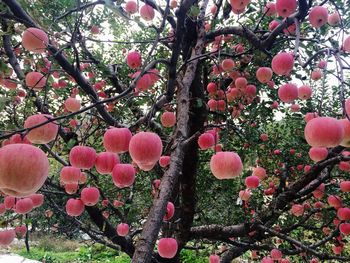 Close-up of pink flowers on tree