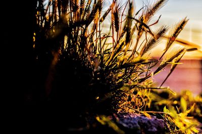 Close-up of plants on field