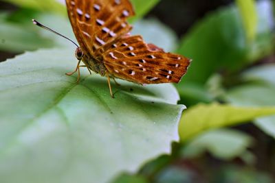 Close-up of butterfly on leaf