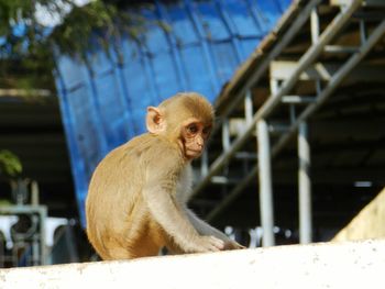 Close-up of lion in cage at zoo