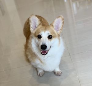 Portrait of dog sitting on floor at home