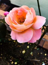 Close-up of pink rose