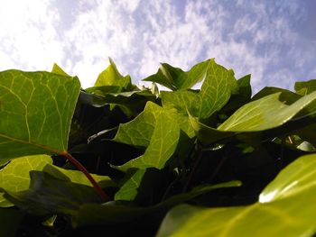 Close-up of fresh green leaves against sky