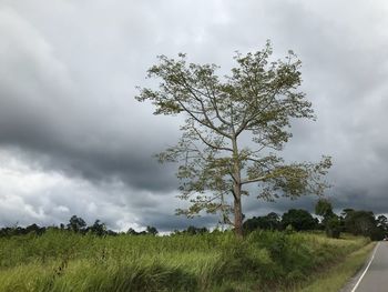 Tree in field against cloudy sky