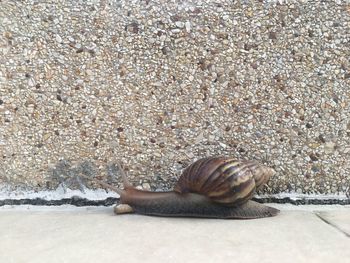 Close-up of snail on rock