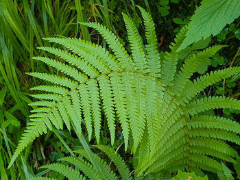 Full frame shot of fern leaves