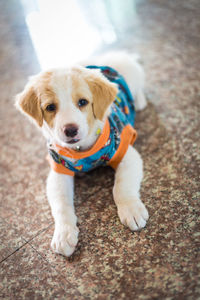 Close-up portrait of puppy on floor