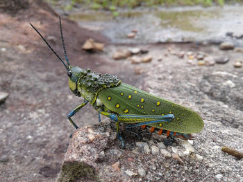 Close-up of insect on rock